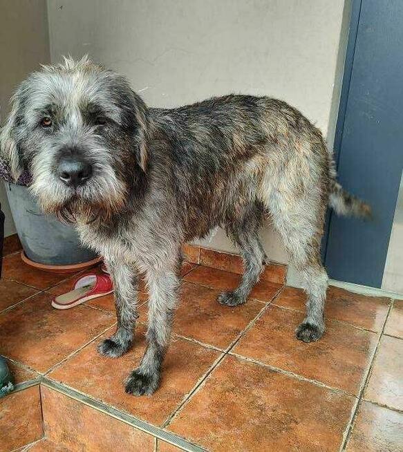 Sznaucer mix Wader szuka domu -schronisko Zgierz -aktualne