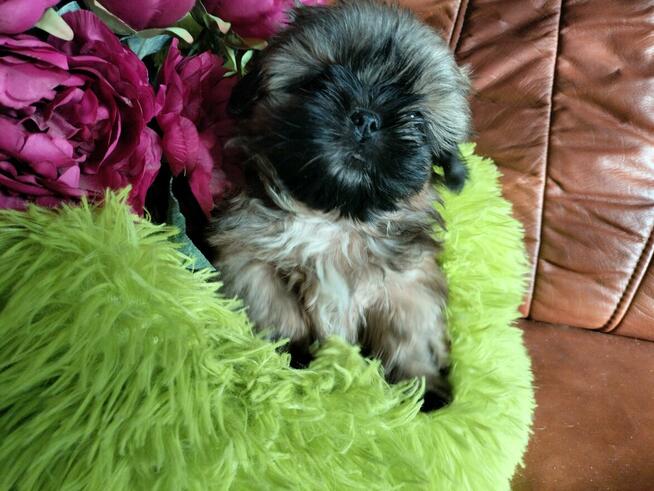 Shih tzu piesek FCI