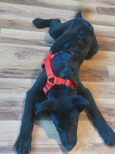 Piękne psie dzieci marzą o domach pełnych miłości