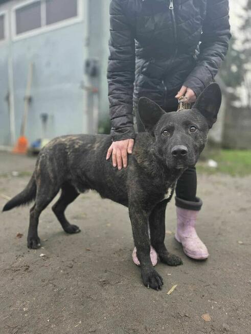 Neptun mix szuka domu -schronisko Zgierz -aktualne