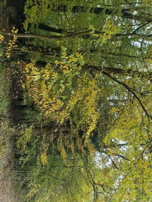 Las w Lipnicy Dolnej - 6 hektarów