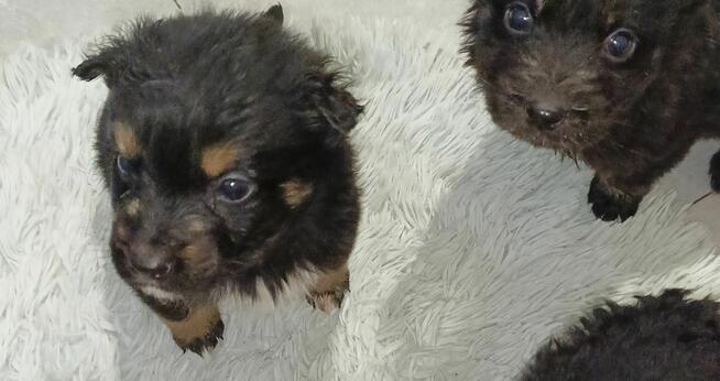 Pokochaj dużym sercem małe