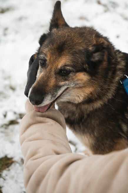 Sara jest z nami 7 lat. Ma za sobą powrót z nieudanej adopcj