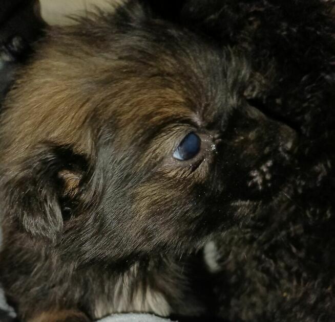 Pokochaj dużym sercem małe