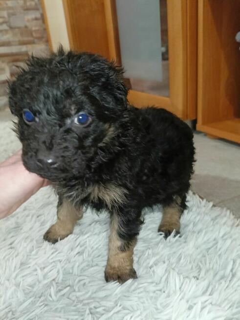 Pokochaj dużym sercem małe