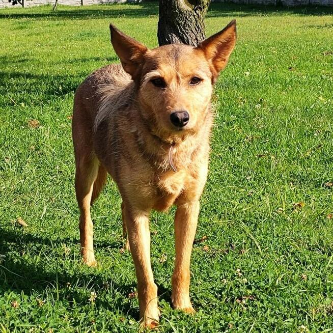 Dasza młoda sunia, szuka pilnie domku!