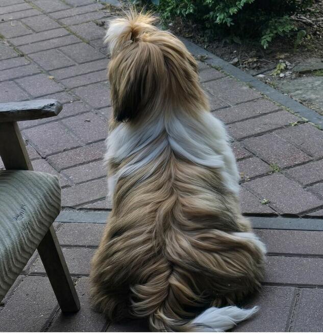 Reproduktor Shih tzu