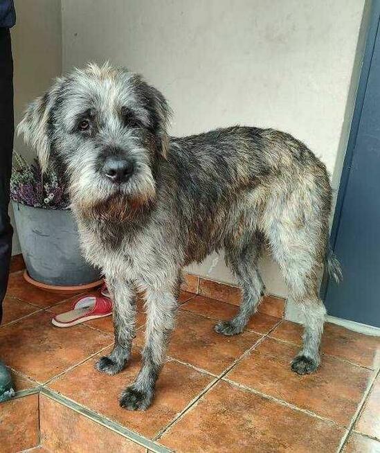 Sznaucer mix Wader szuka domu -schronisko Zgierz -aktualne