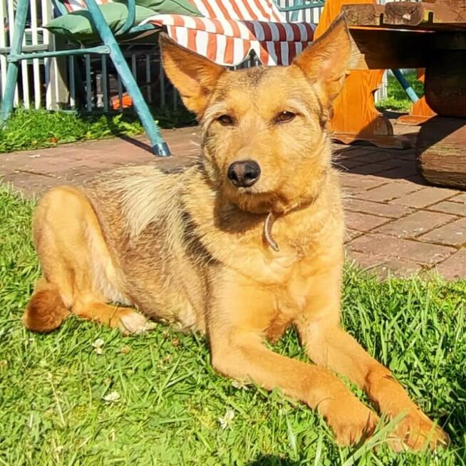 Dasza młoda sunia, szuka pilnie domku!