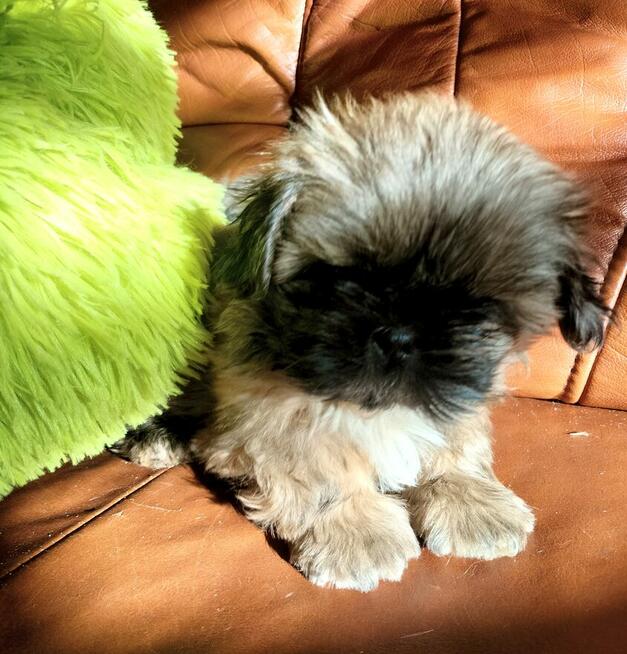 Shih tzu piesek FCI