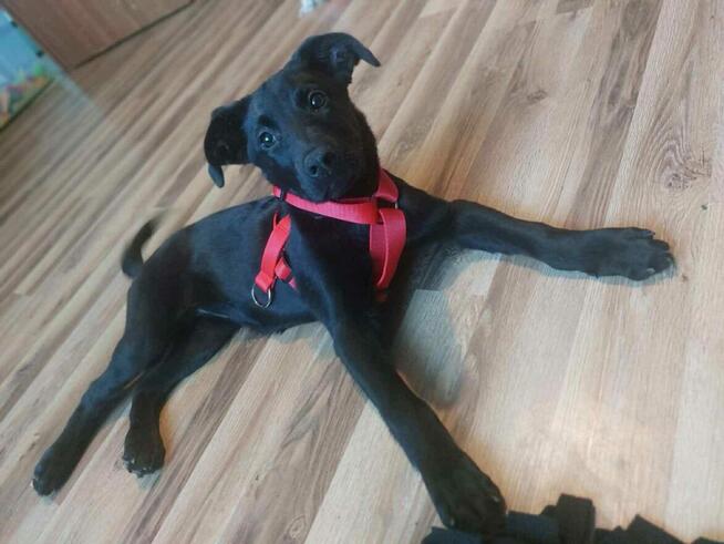 Młode sunie kochające ludzi dzieci i świat szukają domów