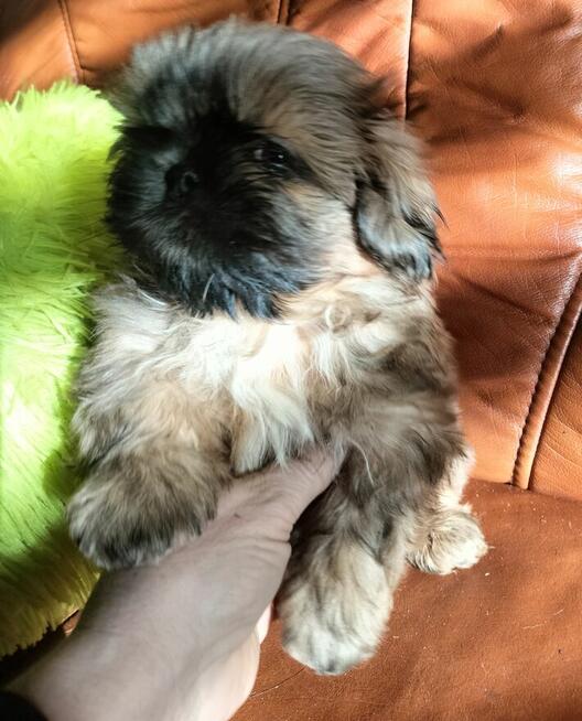 Shih tzu piesek FCI