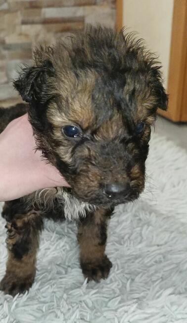 Pokochaj dużym sercem małe