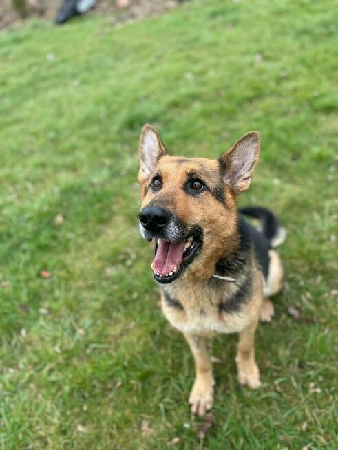 Kaśka - 10 letnia sunia w typie owczarka niemieckiego.