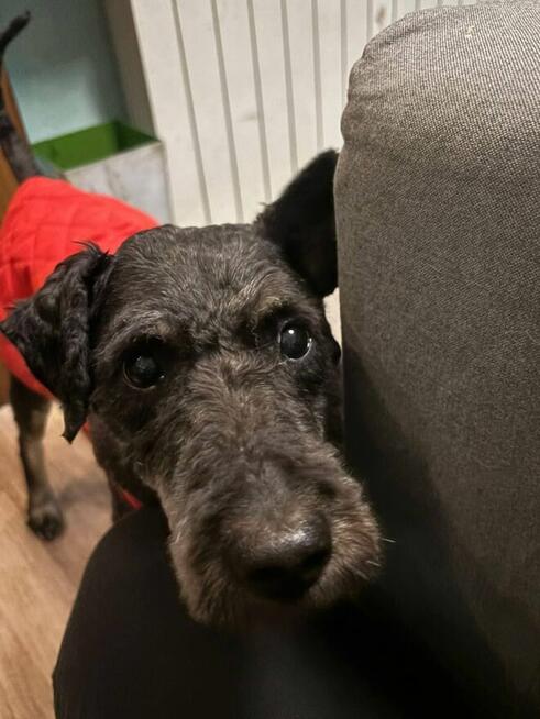 Dojrzały psiak kochający ludzi marzy o wspaniałym domu