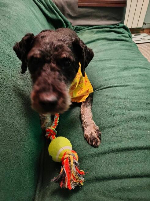 Łagodny wesoły psiak potrzebujący miłości czeka na Ciebie