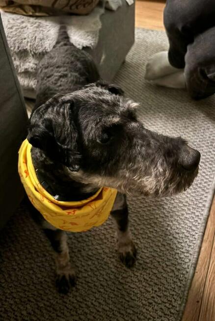 Łagodny wesoły psiak potrzebujący miłości czeka na Ciebie