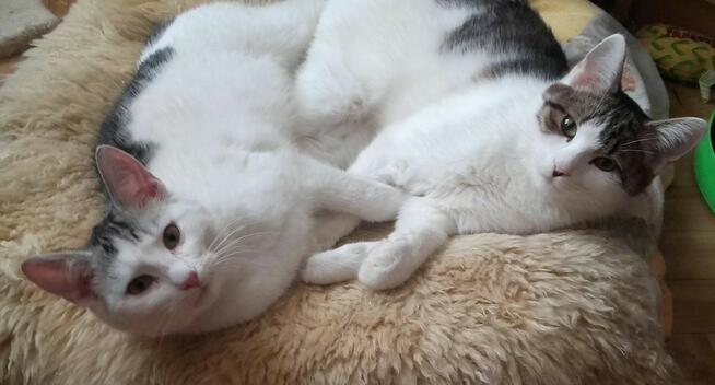 Szukasz przyjaciela dla swojego kotka?