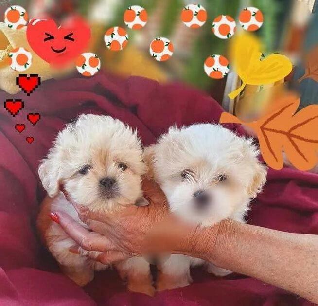 Malshi Mal shi slodki maluch