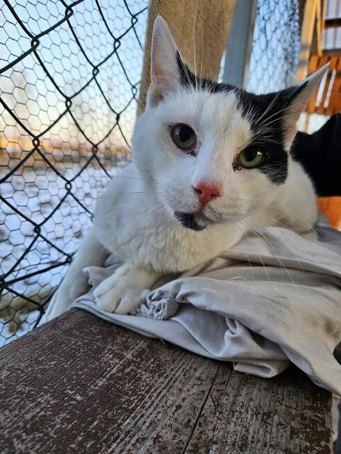 Delikatny Boston pilnie szuka domu!