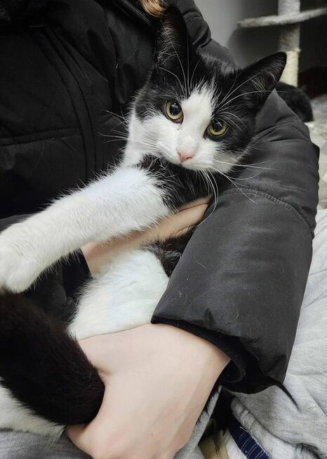 10-miesięczny uroczy kocurek NUKI