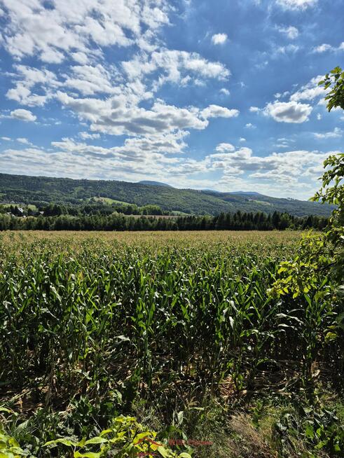Działka 1,66 ha i zabudowania, MU(40a) plus rola )Bochnia, Łapanów, Zbydniów