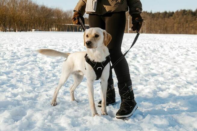 Banan-młody kremowy pies do adopcji