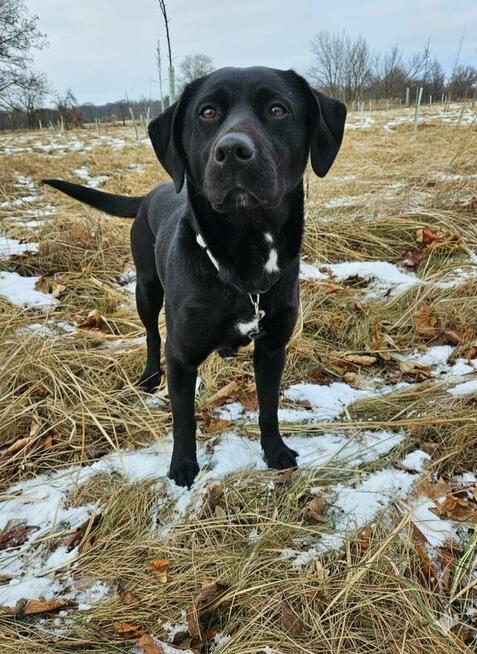 NUTKA – czarna iskierka szuka domu