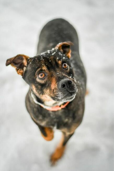 Bronek-młody pies po przejściach do adopcji