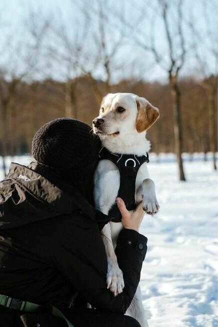 Banan-młody kremowy pies do adopcji