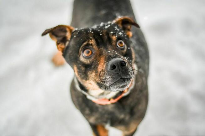 Bronek-młody pies po przejściach do adopcji