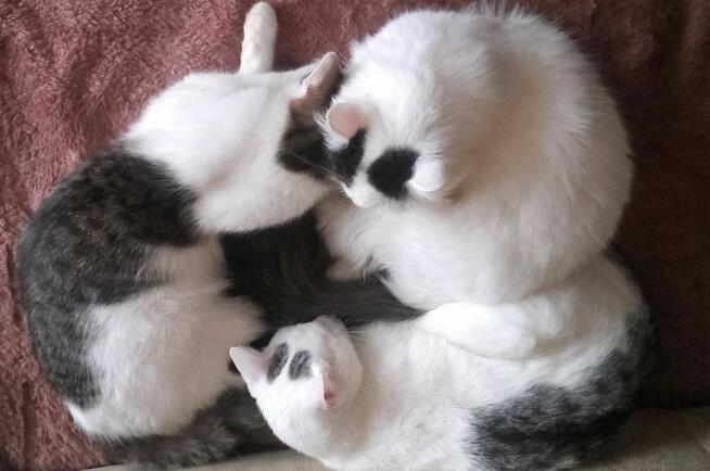 Szukasz przyjaciela dla swojego kotka?