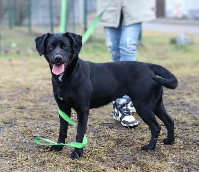 NUTKA – czarna iskierka szuka domu