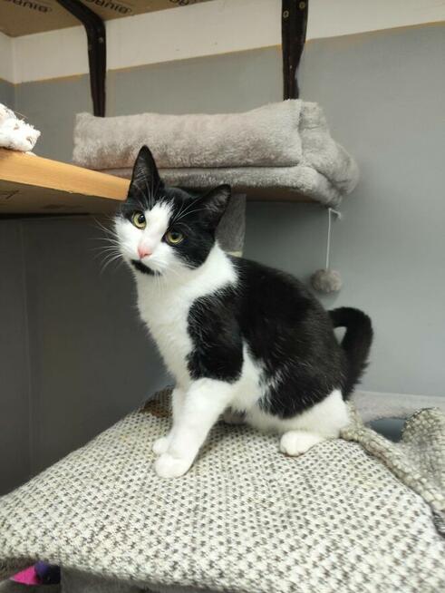 10-miesięczny uroczy kocurek NUKI