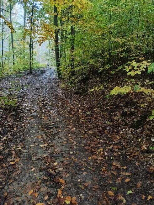 Lipnica Dolna - 7 hektarów 33 ary