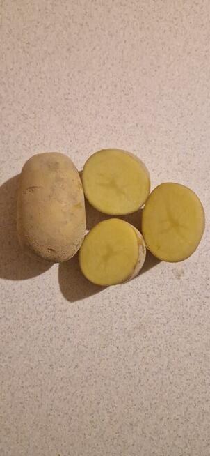 Ziemniaki jadalne Bryza