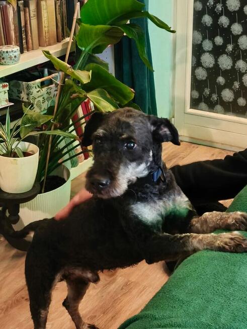 Dojrzały psiak kochający ludzi marzy o wspaniałym domu