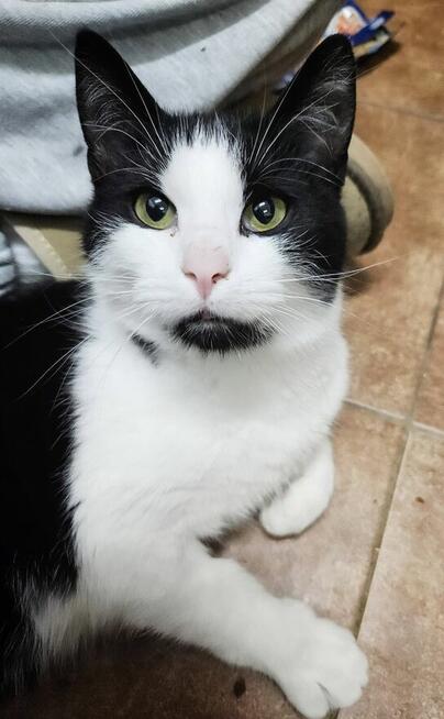 10-miesięczny uroczy kocurek NUKI