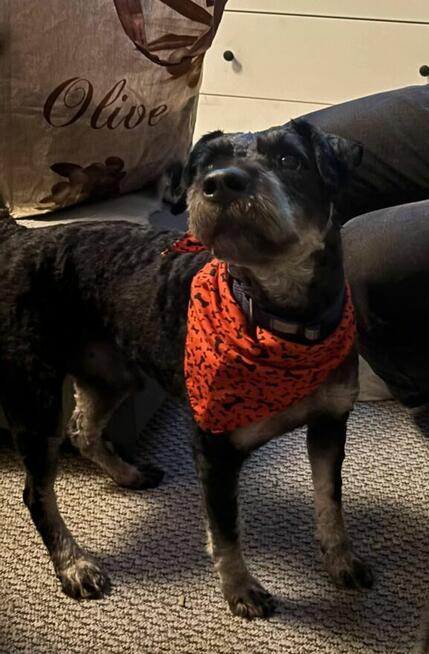 Łagodny wesoły psiak potrzebujący miłości czeka na Ciebie