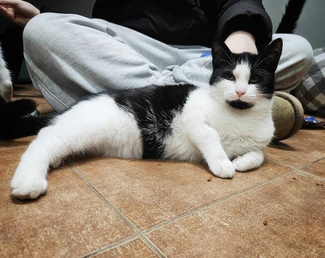 10-miesięczny uroczy kocurek NUKI