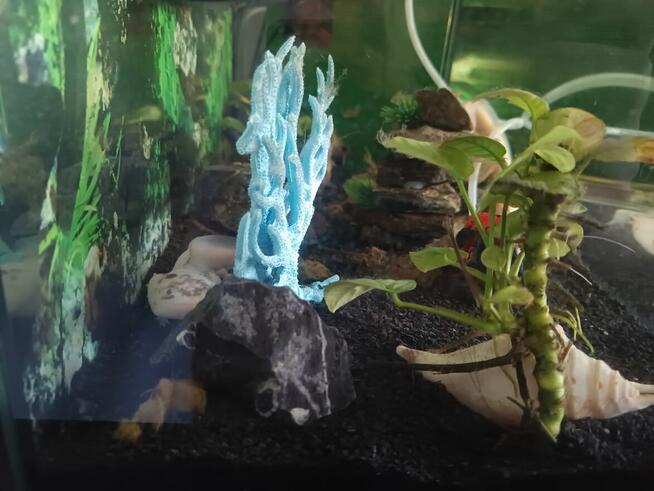 Askolotle meksykańskie z całym wyposażeniem .