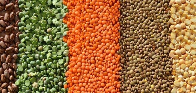 Kanadyjska czerwona i zielona soczewica