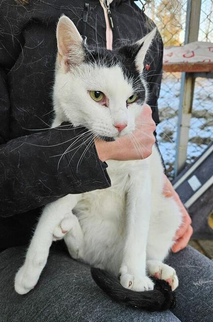 Delikatny Boston pilnie szuka domu!