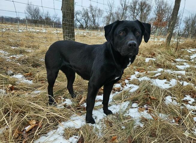 NUTKA – czarna iskierka szuka domu