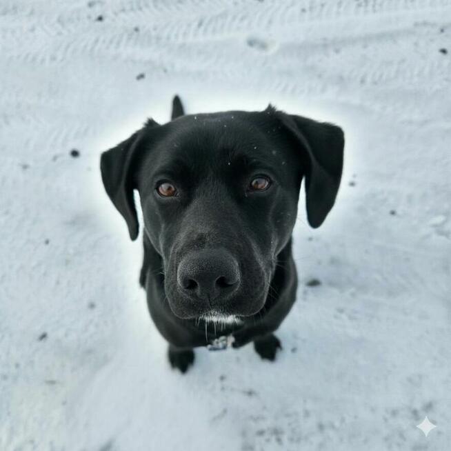 NUTKA – czarna iskierka szuka domu