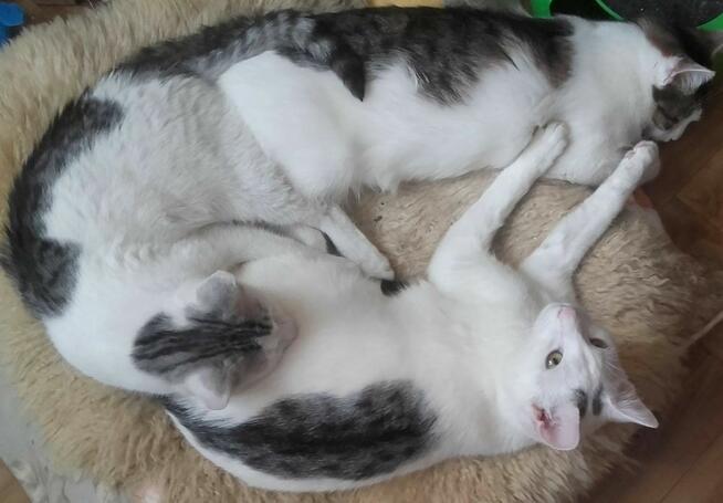 Szukasz przyjaciela dla swojego kotka?