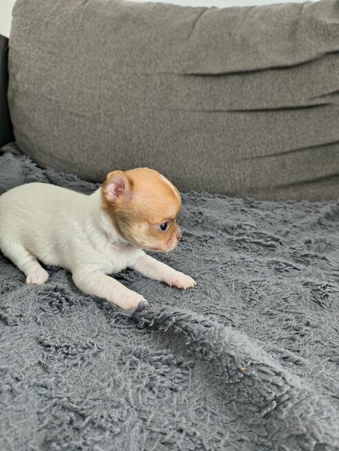 Szczeniaki Chihuahua