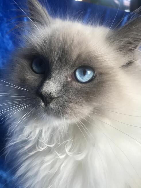 Kocięta ragdoll z rodowodem FPL