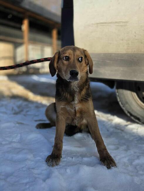 Kisiel szuka domu schronisko Zgierz -aktualne