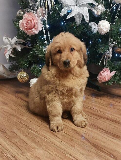 Szczeniaki Bankhar – dostępne dwa psy Mongolskie